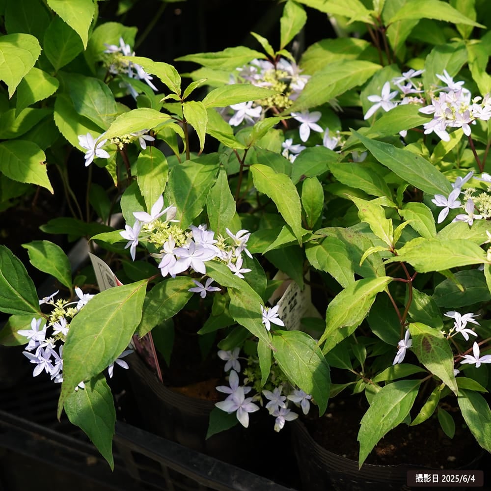 000000046192-07.jpg?size=l&w=