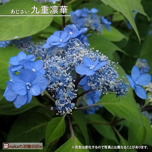 6/8〜発送　九重紫紅　ポットごと　山アジサイ　紫陽花　ヤマアジサイ 000000046197-01.jpg?size=l&w=