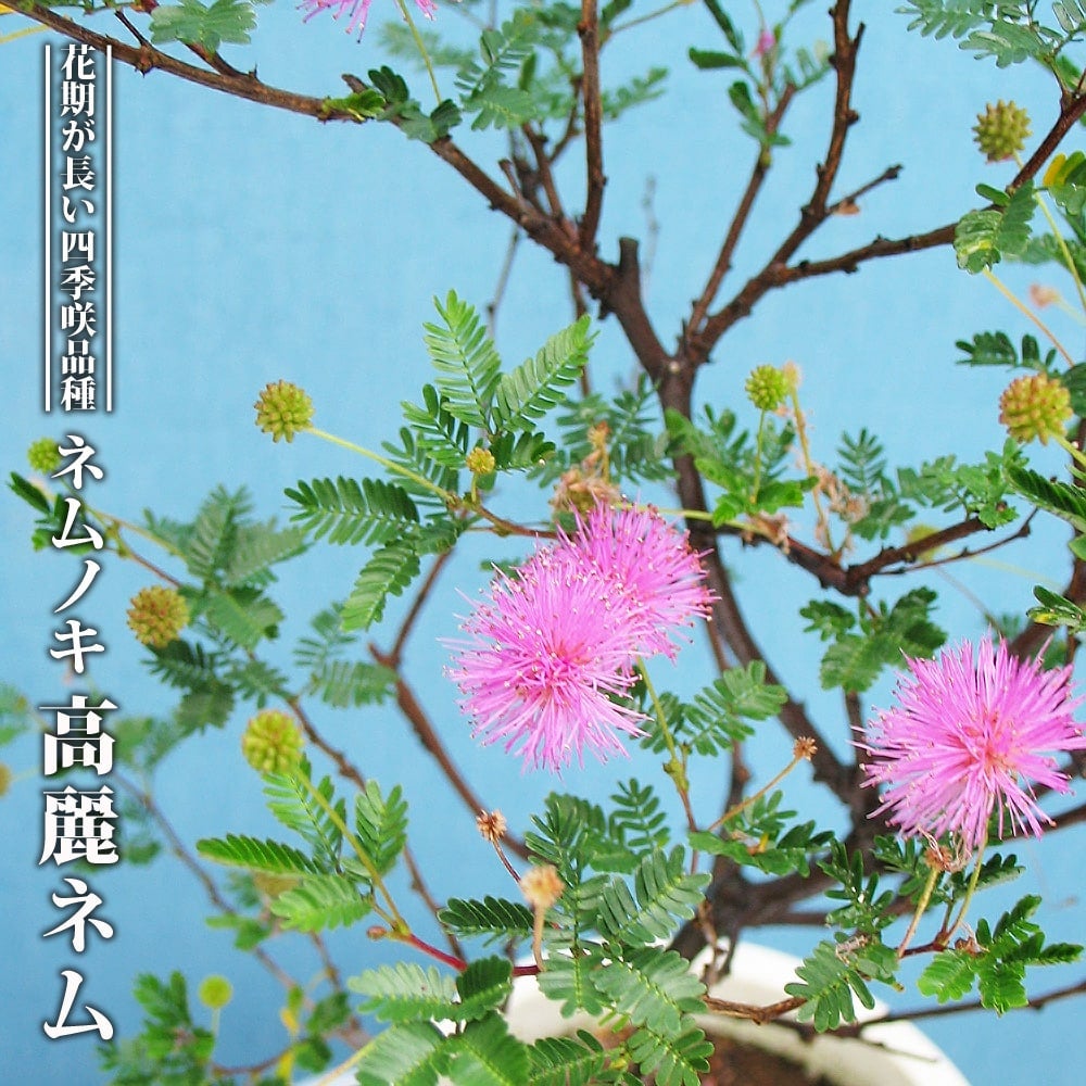 ネムノキ 苗木 現品 鉢ごと発送15年目高さ約150cm8/20 ネムノキ | 苗木部 本店 By 花ひろばオンライン