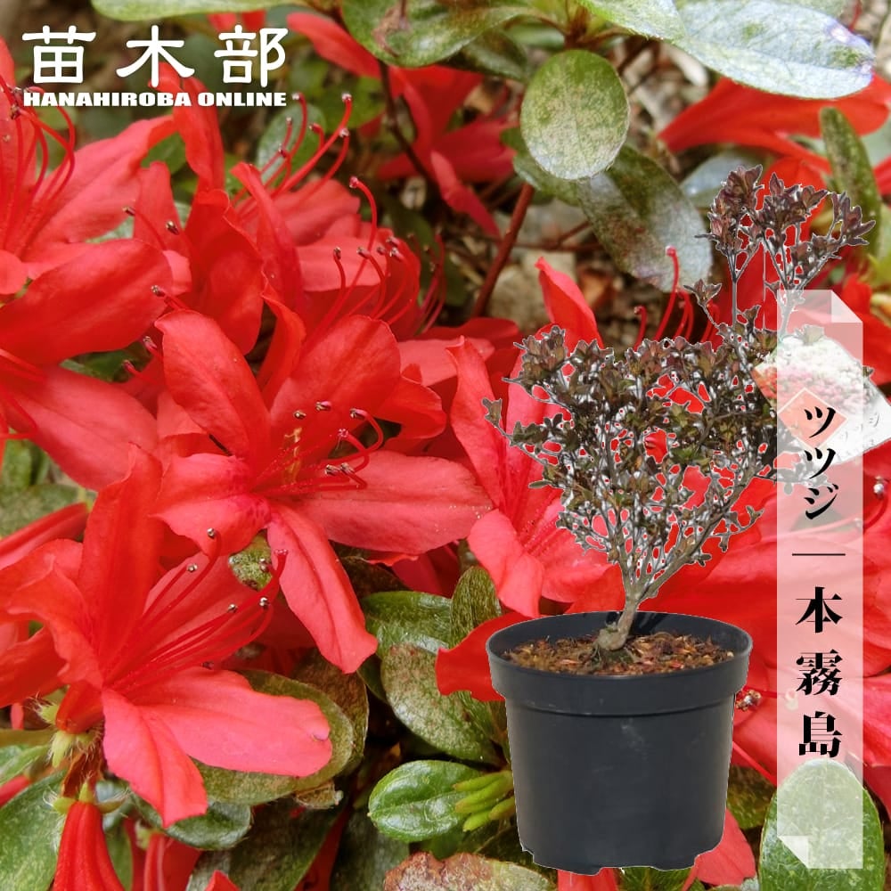 久留米ツツジ 本霧島 苗 植え方 苗木部 By 花ひろばオンライン