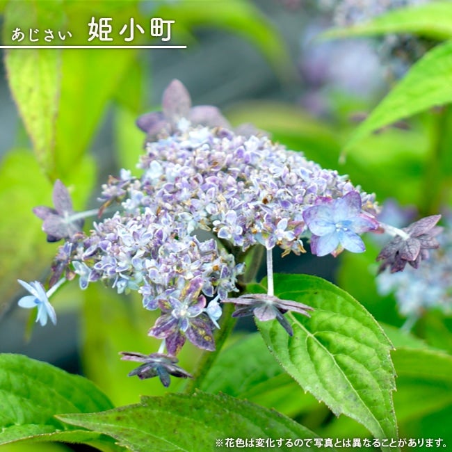 小町 ガクアジサイ 苗 鉢植え 苗木部 By 花ひろばオンライン