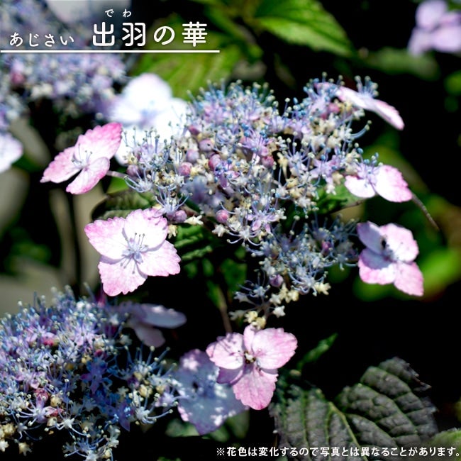 ヤマアジサイ 【出羽の華 （でわのはな）】 ポット苗 写真ラベルなし