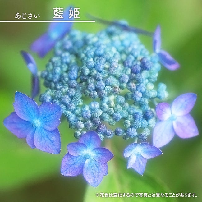 アジサイ | 苗木部 本店 By 花ひろばオンライン