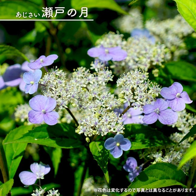 000000046205-01.jpg?size=m&w=