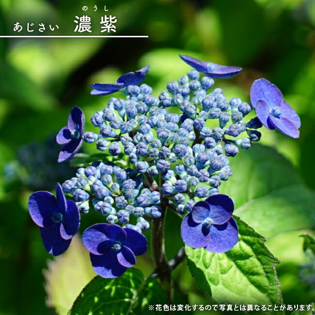 アジサイ 苗 濃紫 （のうし） ポット苗 写真ラベルなし | 苗木部 本店