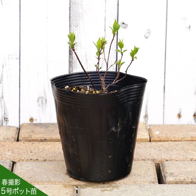 アジサイ 苗 濃紫 （のうし） ポット苗 写真ラベルなし | 苗木部 本店