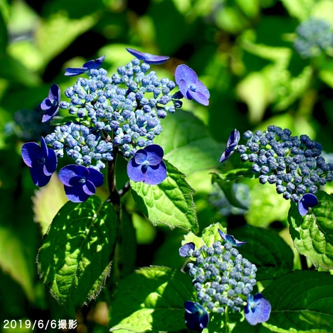 アジサイ 苗 濃紫 （のうし） ポット苗 写真ラベルなし | 苗木部 本店