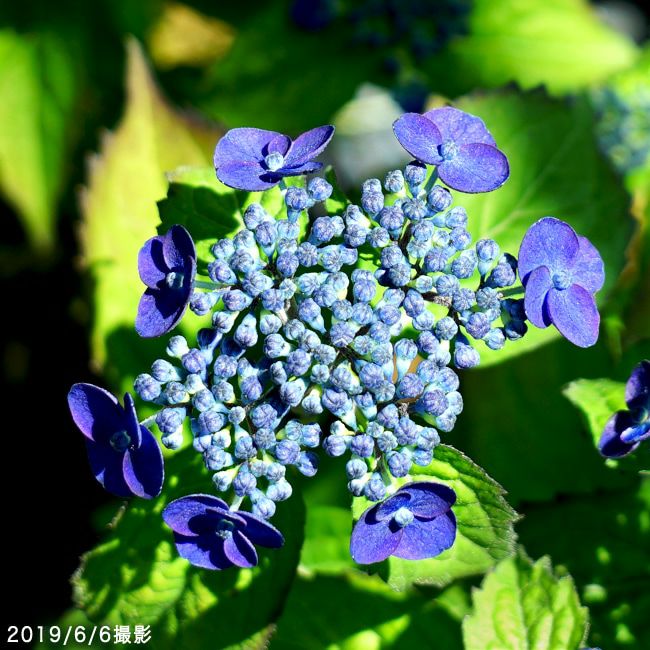 アジサイ 苗 濃紫 （のうし） ポット苗 写真ラベルなし | 苗木部 本店