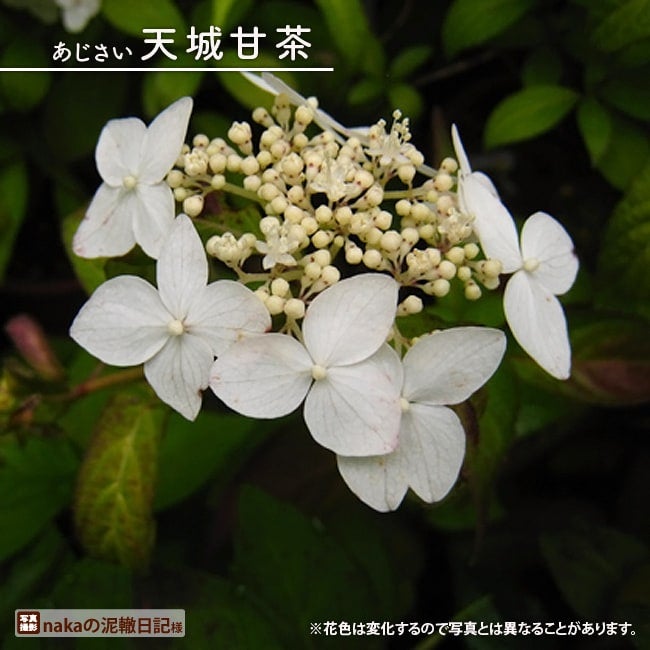 ヤマアジサイ 【天城甘茶 （あまぎあまちゃ）】 ポット苗 写真ラベル