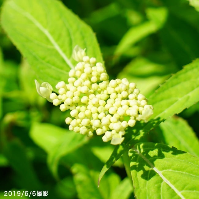 ヤマアジサイ 【天城甘茶 （あまぎあまちゃ）】 ポット苗 写真ラベル 天城甘茶の挿し穂
