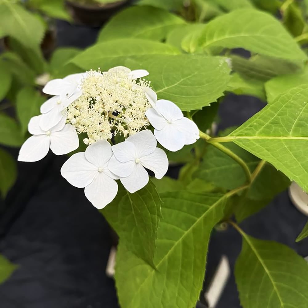 ウメモドキ 白の 苗木部 By 花ひろばオンライン