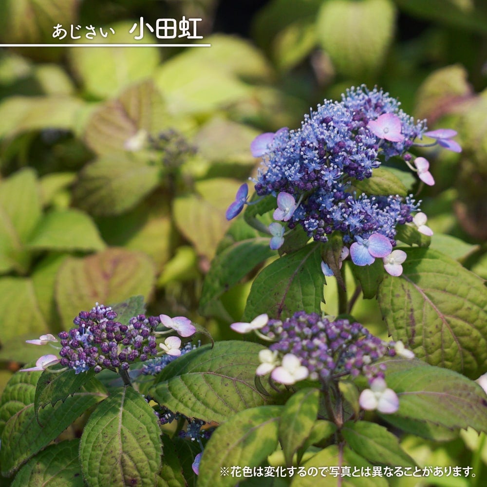 000000046214-01.jpg?size=l&w=