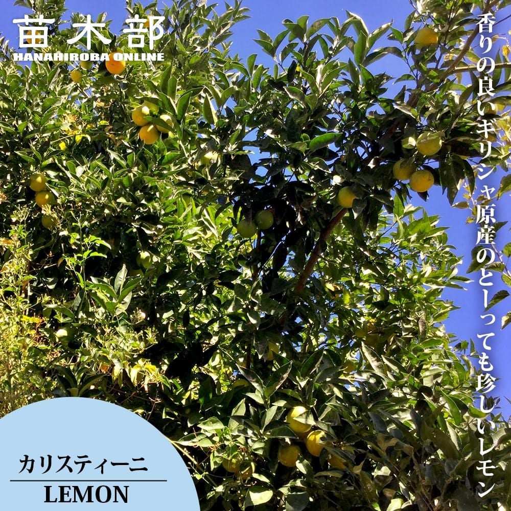 【レモンの木です】 楽天市場】寒さに強いレモンの木 鉢植え 【リスボンレモン】 3年生接木