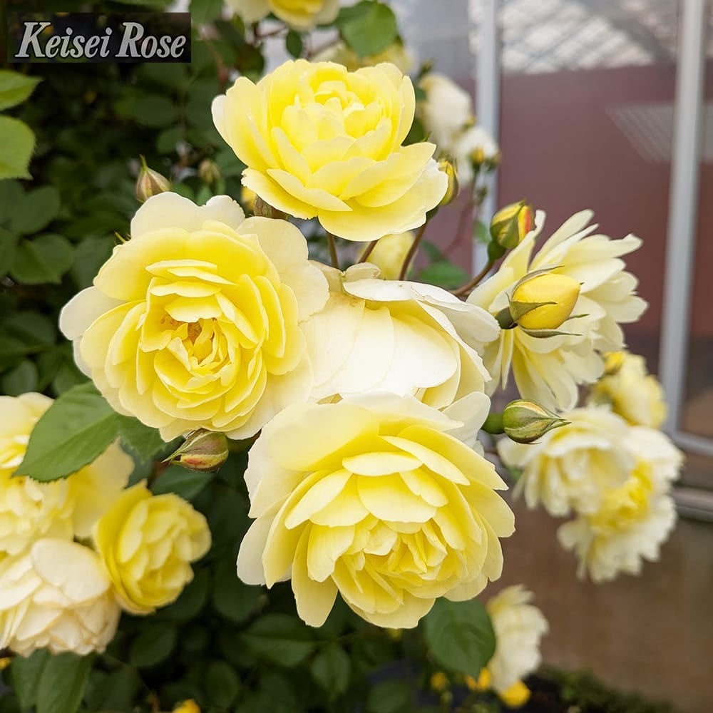 バラ レモンシルエッタ CL クライミング (つるバラ) 苗 販売 苗木部