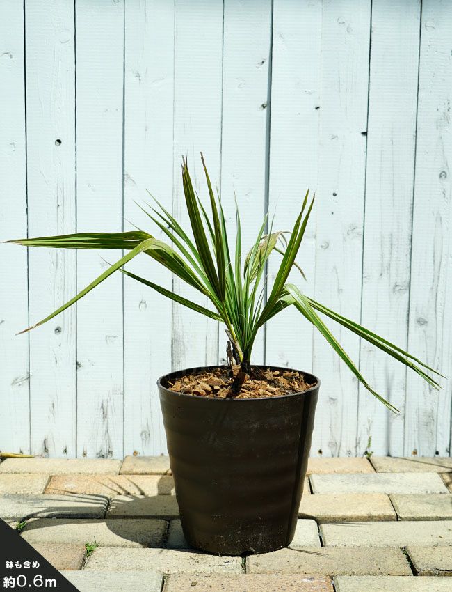 ヤシ サバルヤシの販売 苗木部 By 花ひろばオンライン