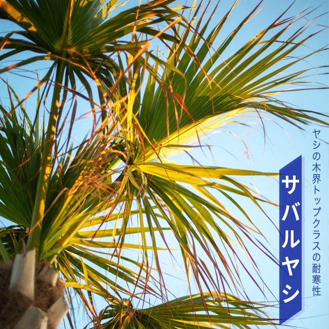 ヤシ サバルヤシの購入 苗木部 By 花ひろばオンライン