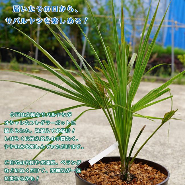 ヤシ サバルヤシの購入 苗木部 By 花ひろばオンライン