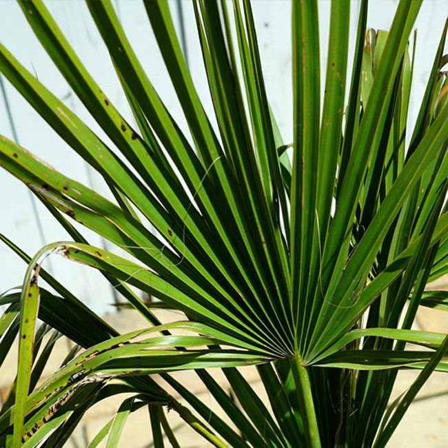 ヤシ サバルヤシの購入 苗木部 By 花ひろばオンライン