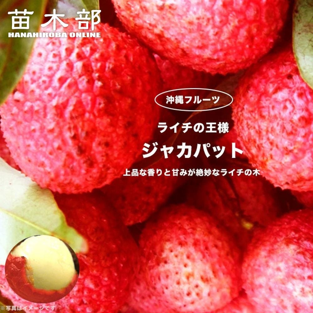 000000046668-01.jpg?size=m&w=