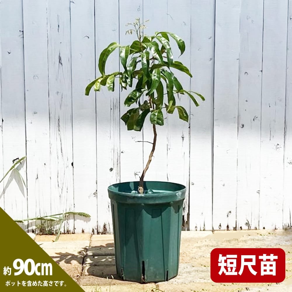 レイシ・ライチ ジャカパット 苗 販売 苗木部 By 花ひろばオンライン