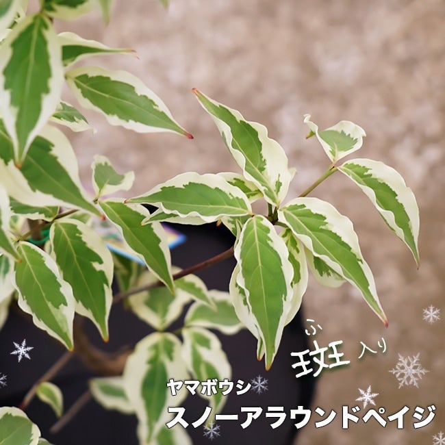 万年青（オモト） 斑入りの通販 おすすめ 時期 苗木部 By 花ひろば