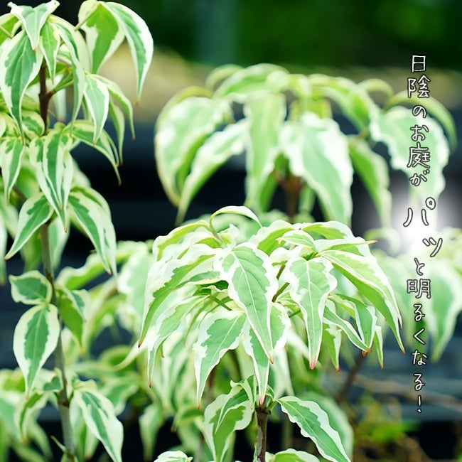 平戸ツツジ 斑入り 苗 植え方 苗木部 By 花ひろばオンライン