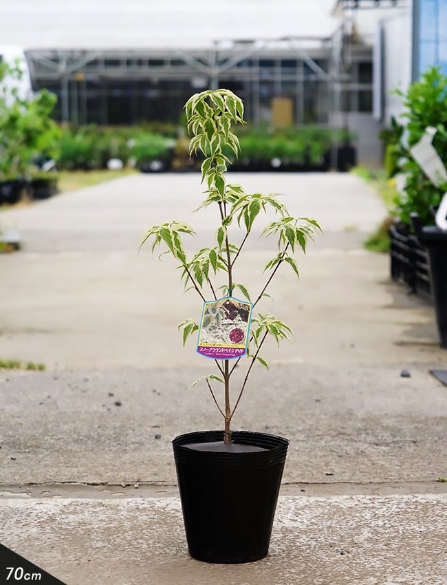 万年青（オモト） 斑入りの通販 おすすめ 時期 苗木部 By 花ひろば