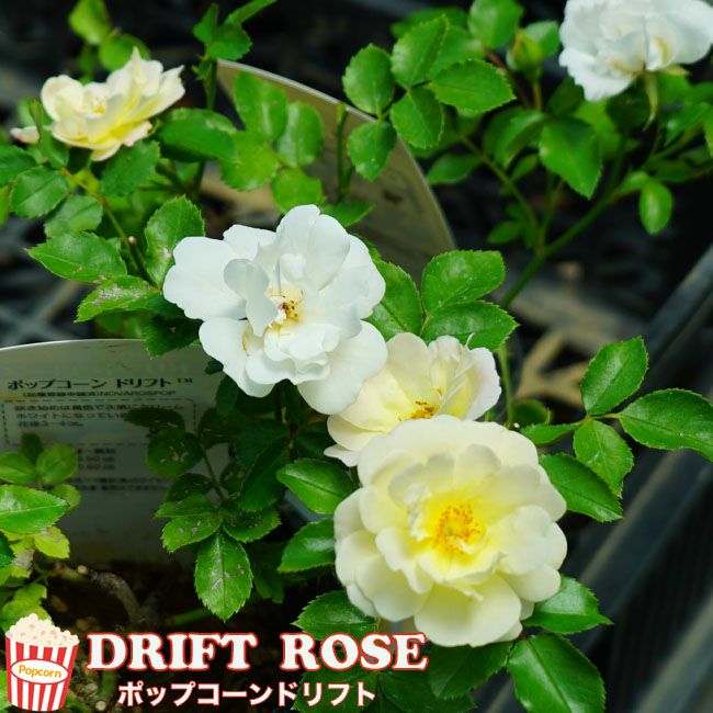 ドリフトローズ | 苗木部 本店 By 花ひろばオンライン