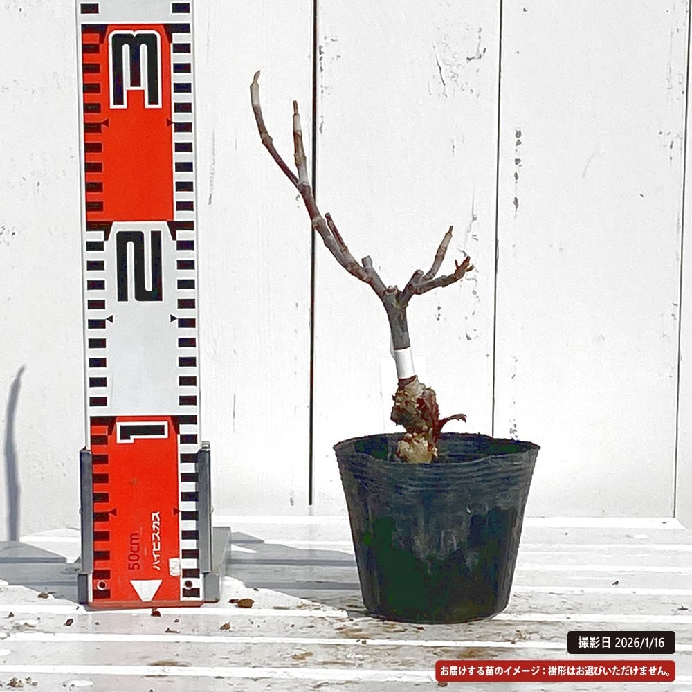 老爺柿 オス 苗 販売 苗木部 By 花ひろばオンライン