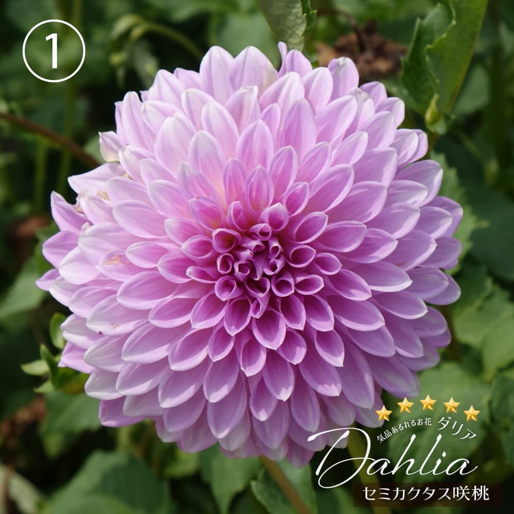 ダリア 数量限定の大株 【極上ダリア】 苗 販売 苗木部 By 花ひろば