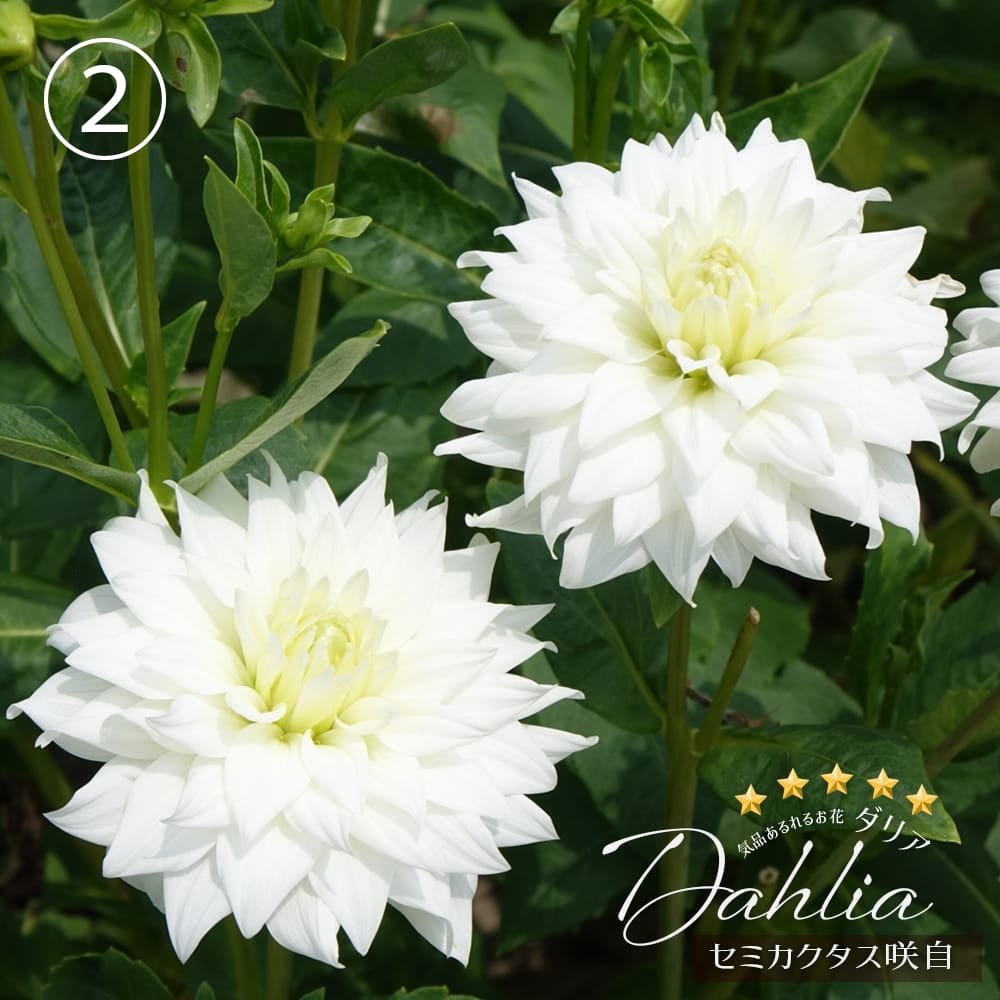 セミカクタス咲 自