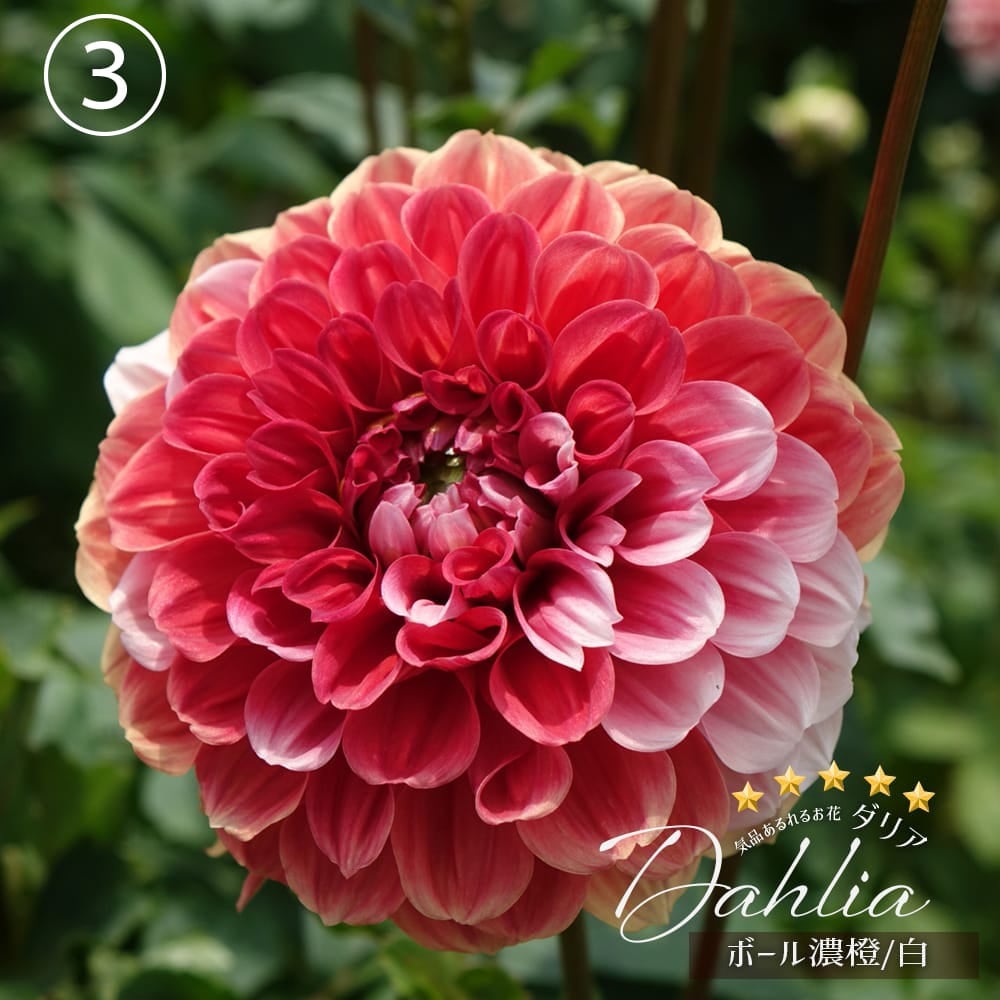 ボール濃 橙／白