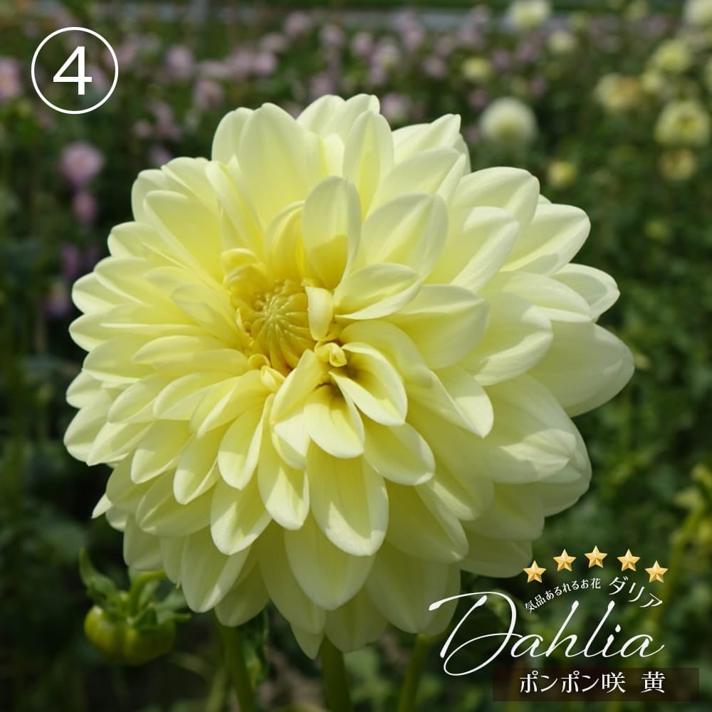 ポンポン咲 黄