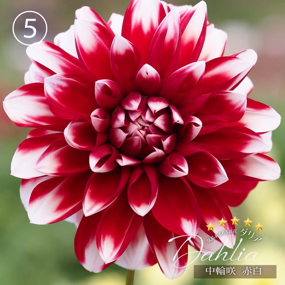 ダリア 数量限定の大株 【極上ダリア】 苗 販売 苗木部 By 花ひろば