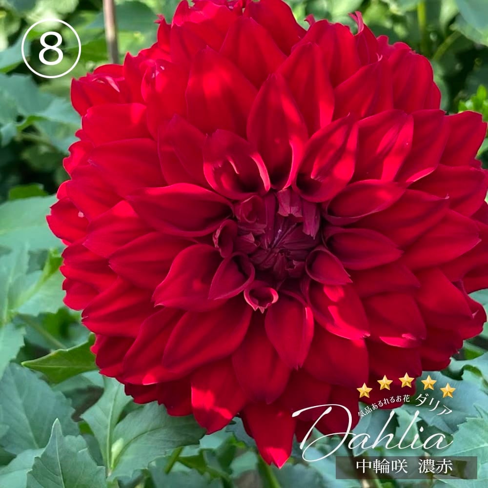 ダリア 数量限定の大株 【極上ダリア】 苗 販売 苗木部 By 花ひろば