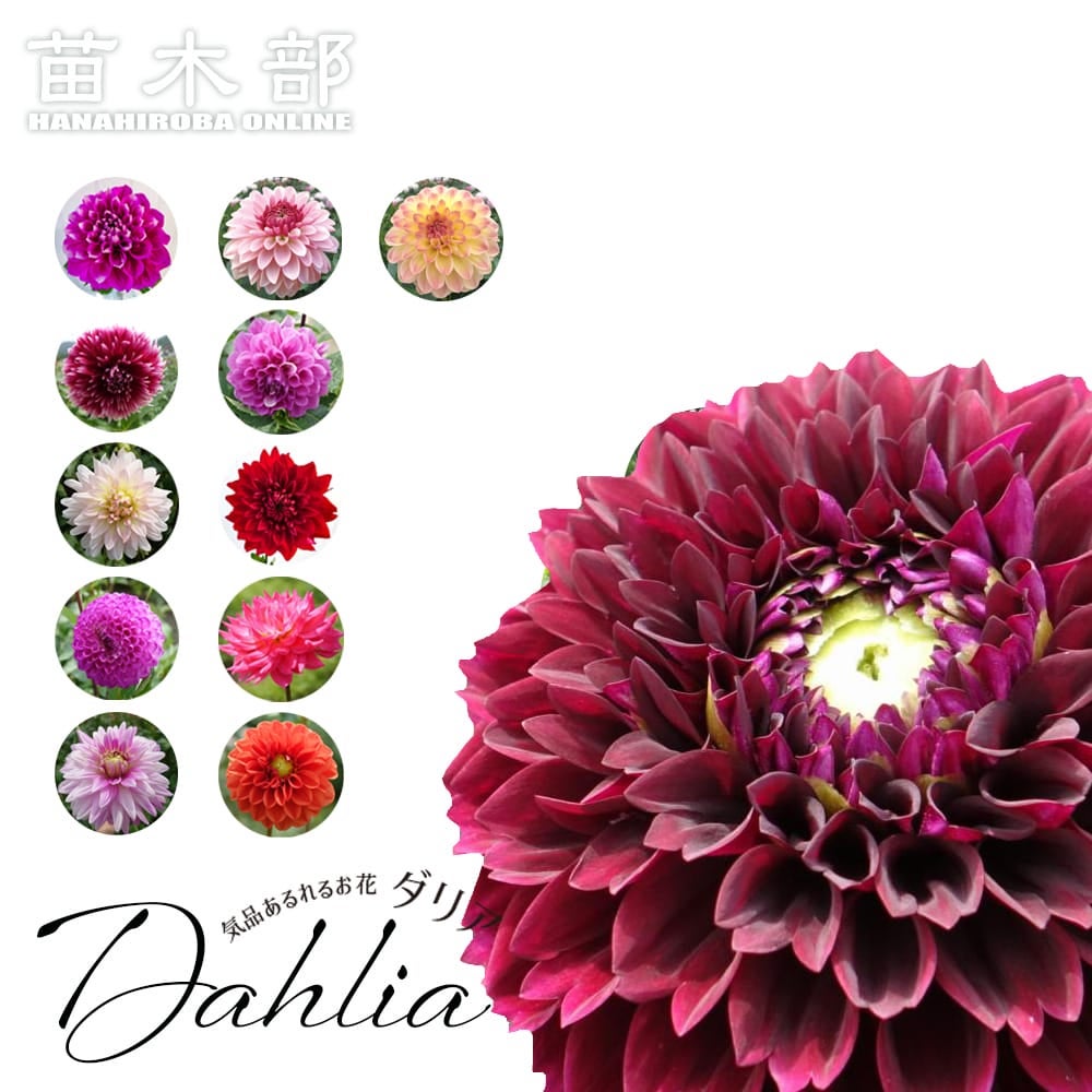 瑠花スイートピンクダリアスワッグ ダリア 切花で楽しむ 【特選ダリア】 苗 販売 苗木部 By 花ひろば