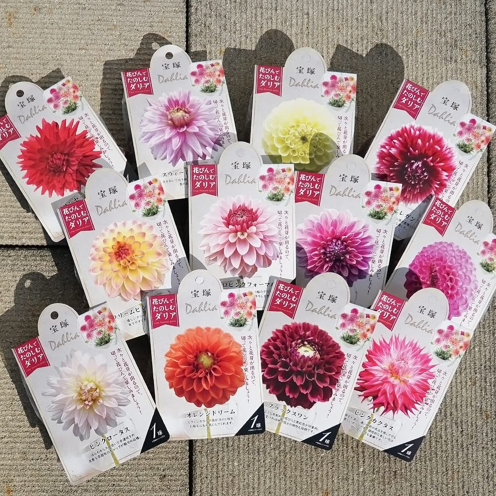 レトロピンクフォーマル