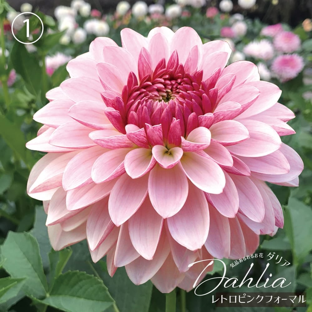 レトロピンクフォーマル