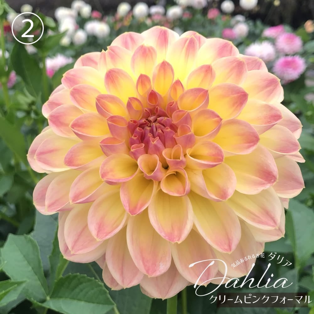 クリームピンクフォーマル