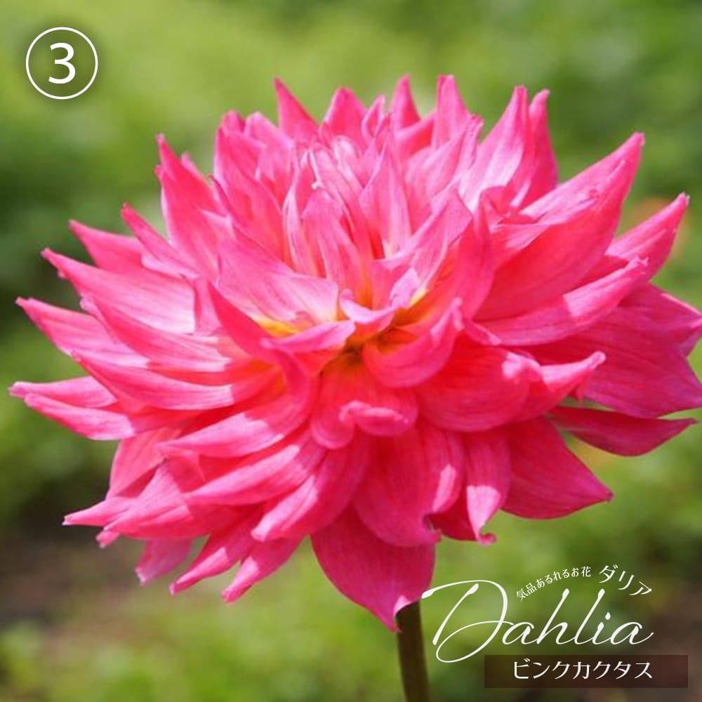 ビンクカクタス