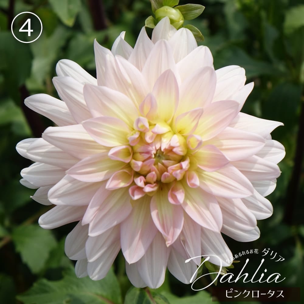 ピンクロータス