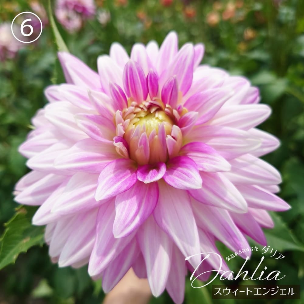 スウィートエンジェル