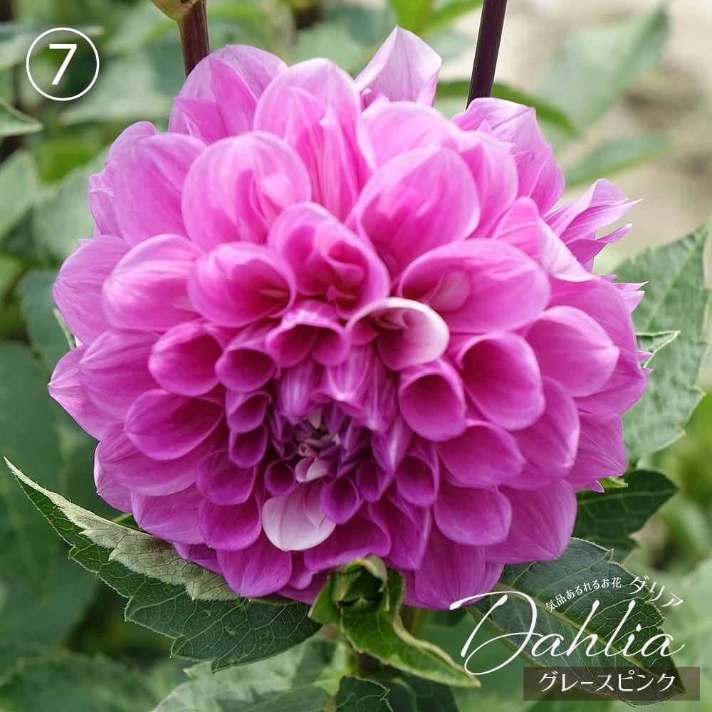 グレースピンク