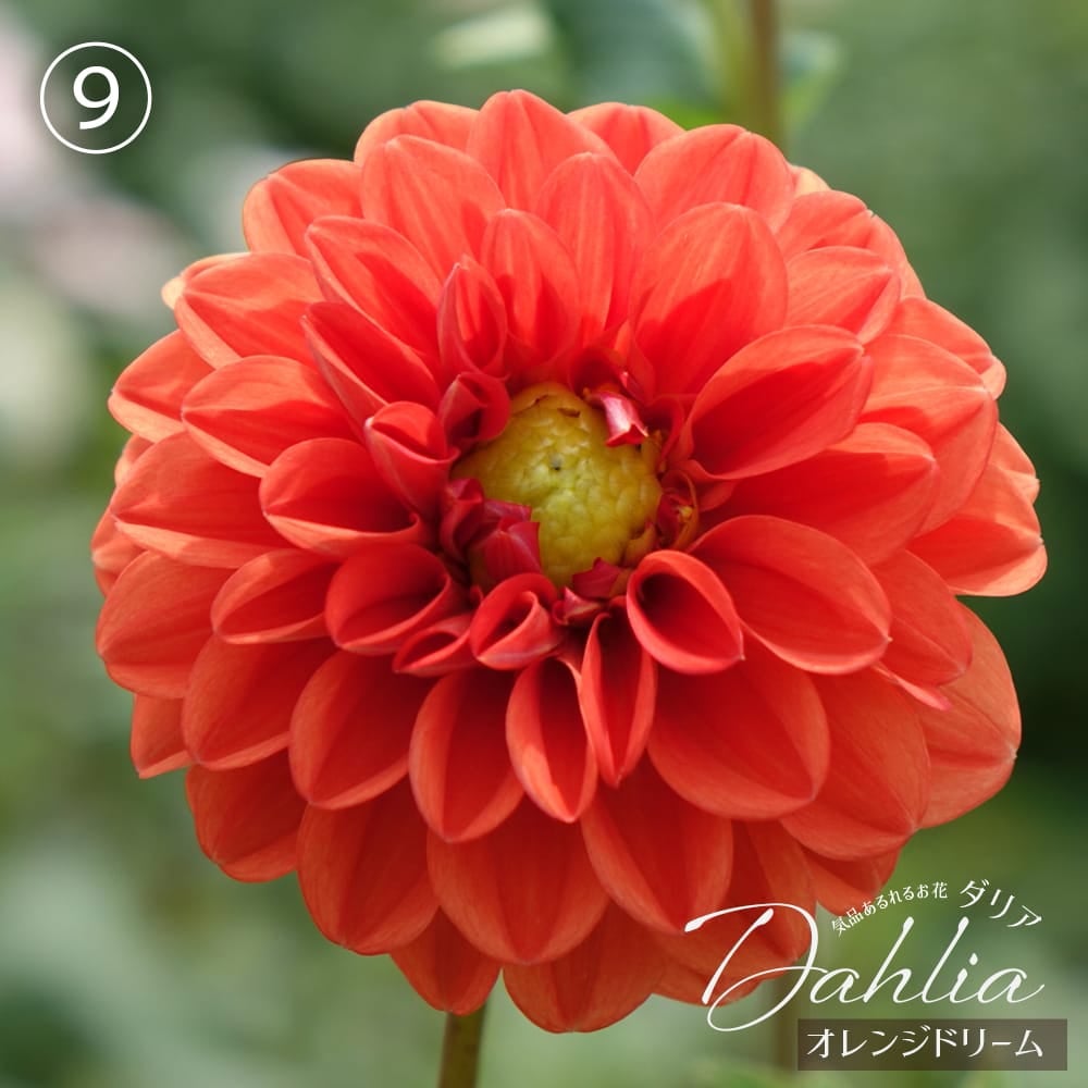 オレンジドリーム