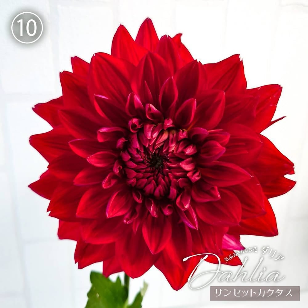 サンセットカクタス