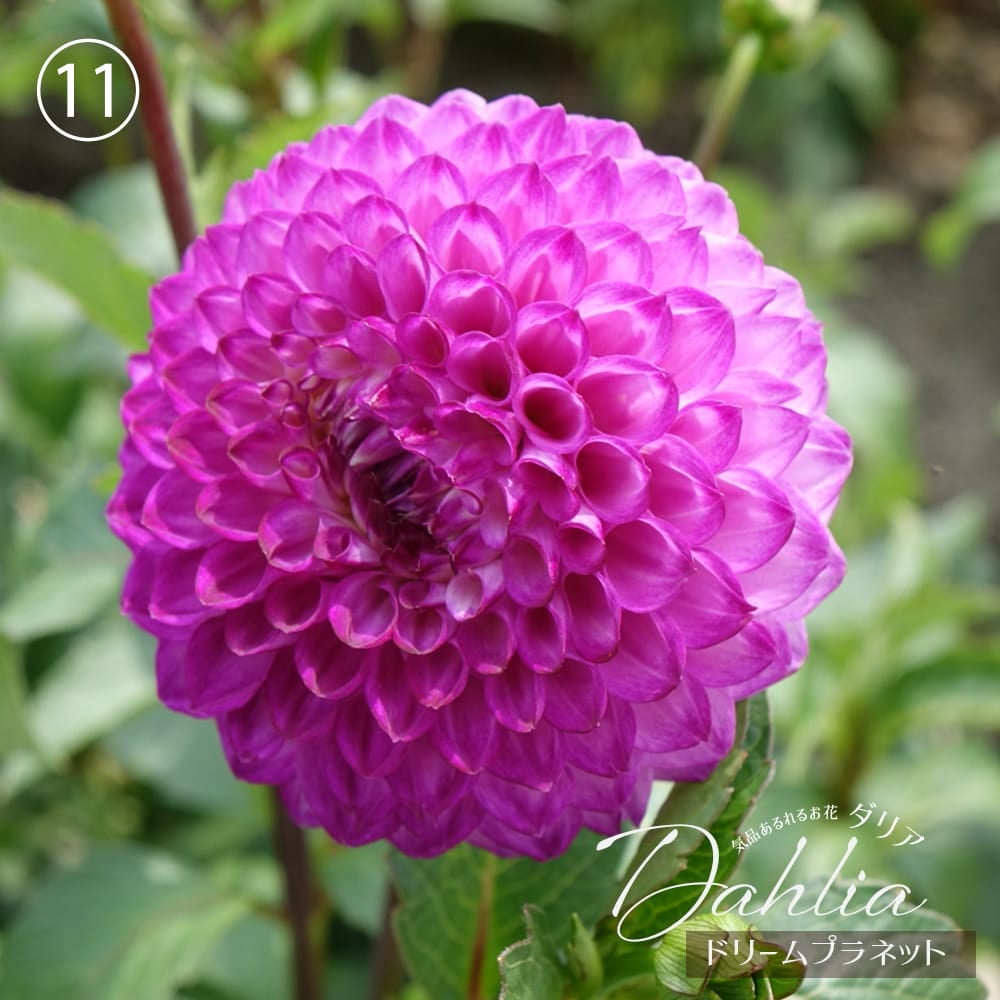 ドリームプラネット