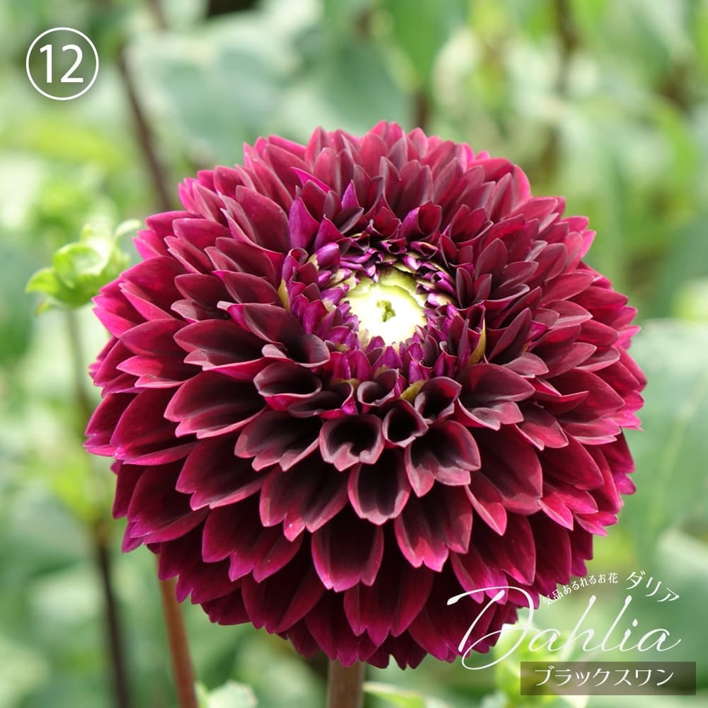 ブラックスワン