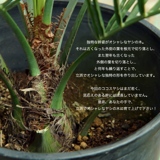 000000047320-02.jpg?size=l&w=
