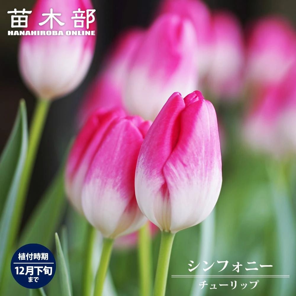 000000047327-01.jpg?size=m&w=