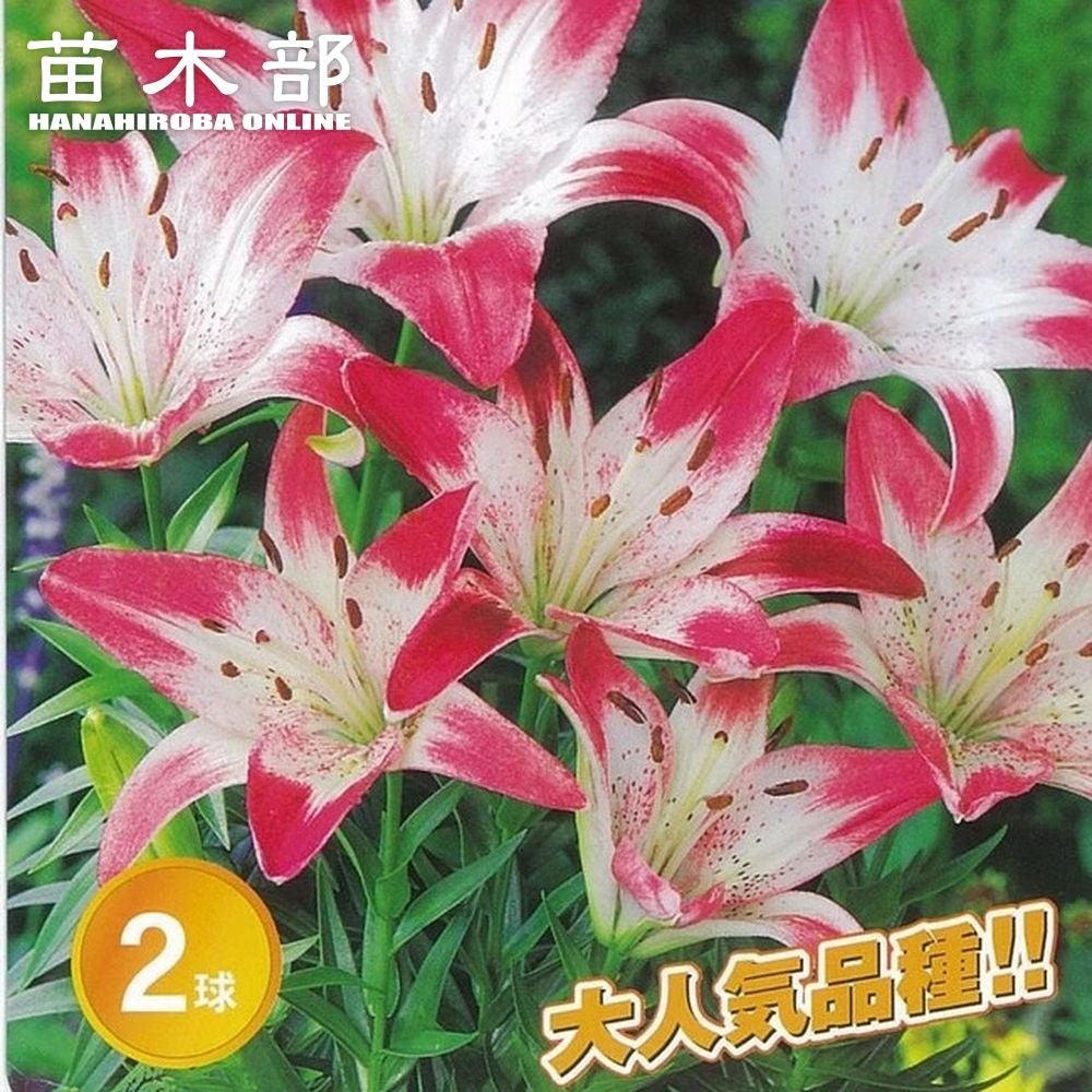【球根】透かしゆり　ブラックシップ　2球　希少種　漆黒　 百合　ユリ　スカシユリ すかし百合 ブラックシップ 2球入り×2袋セット｜球根04-PA | タネ